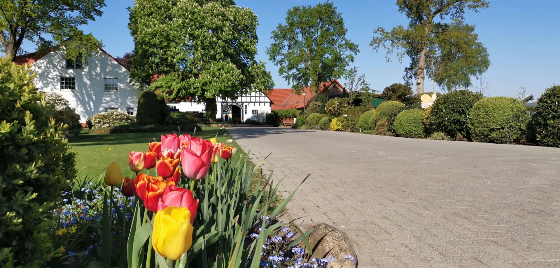 Der Hof im Frühjahr mit Tulpen im Vordergrund