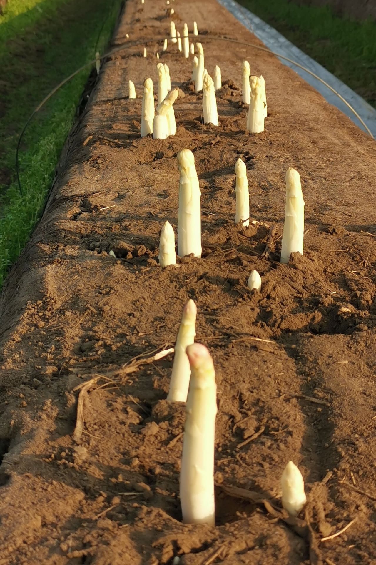 Erntezeitpunkt Bleichspargel, die Köpfe brechen gerade aus dem Damm