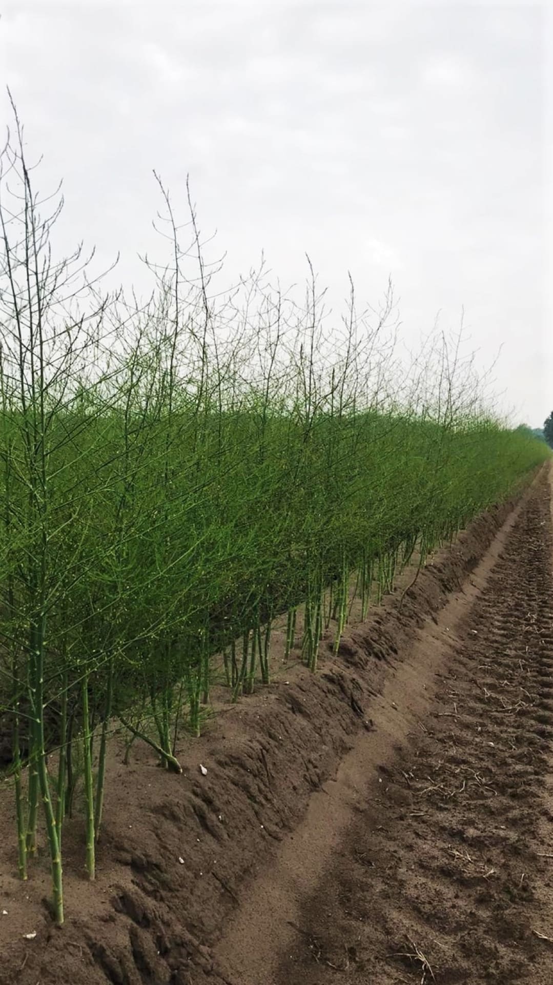 Blühender Spargel nach der Ernte, grünes Kraut auf dem Feld